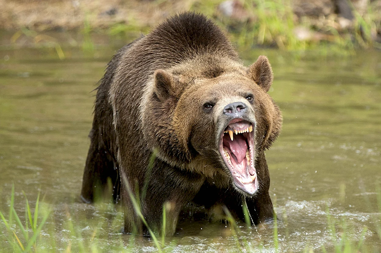 Медведь Гризли злой бешеный ест. Красивое животное