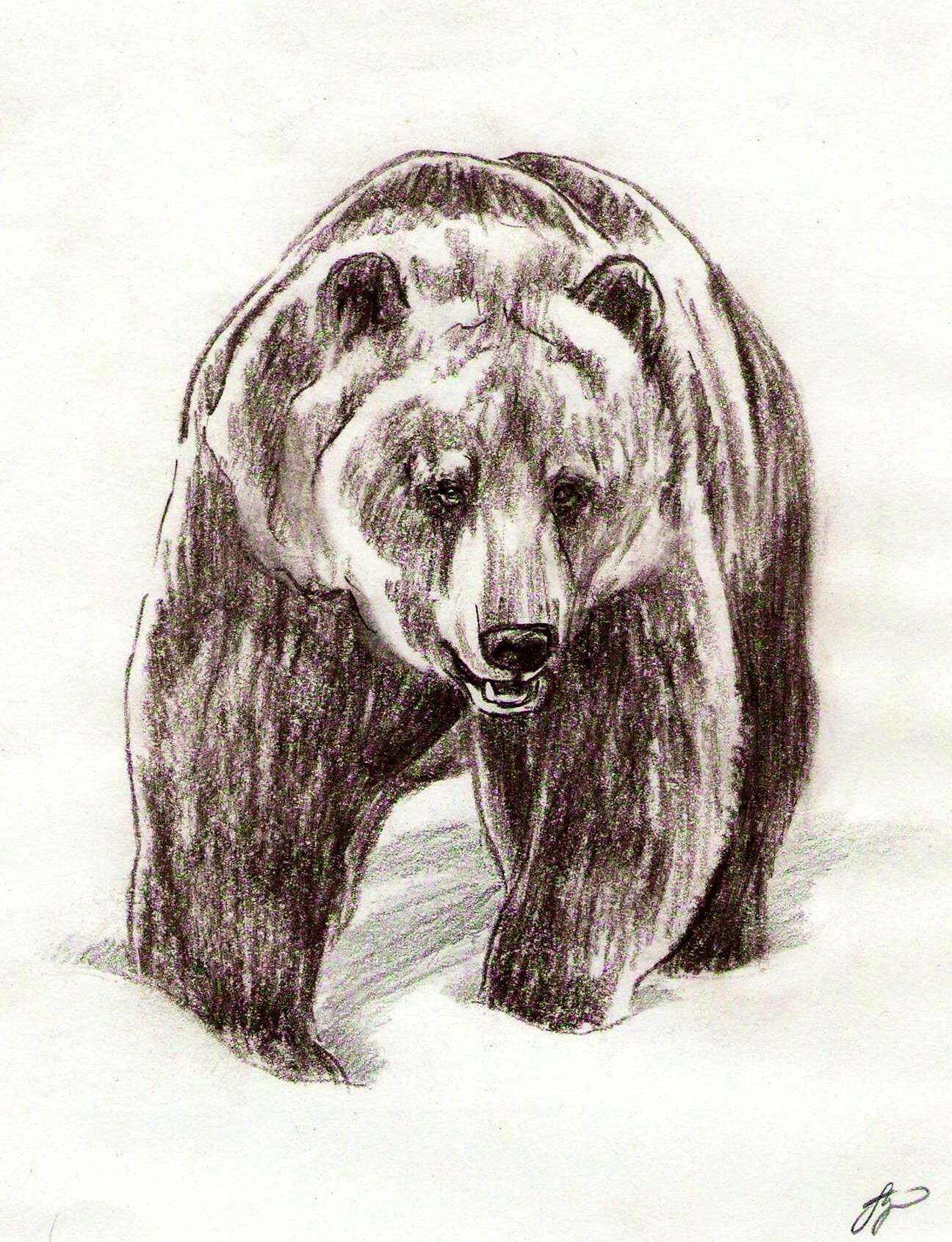 Медведь карандашом. Для срисовки
