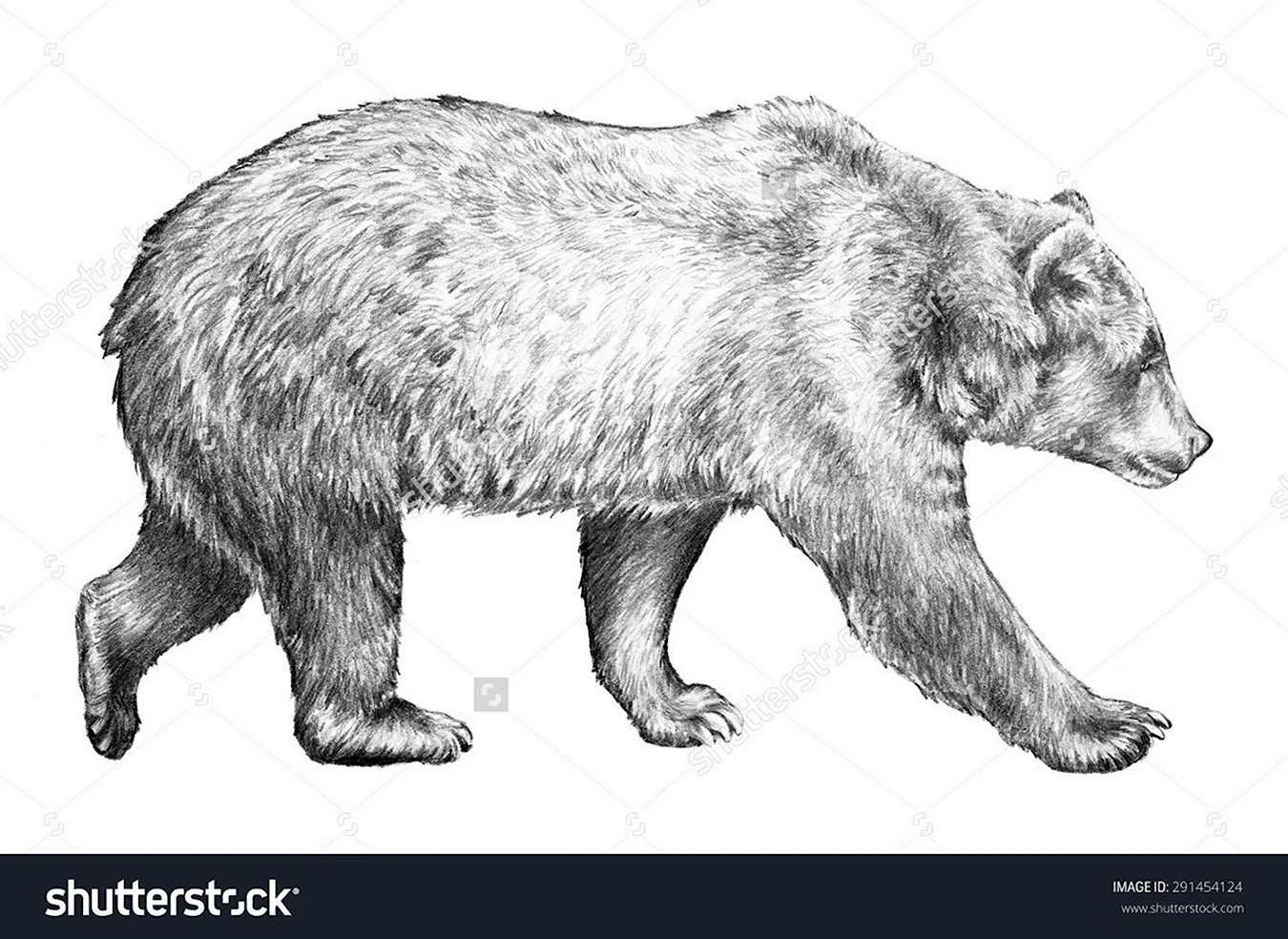 Медведь карандашом вид сбоку. Для срисовки