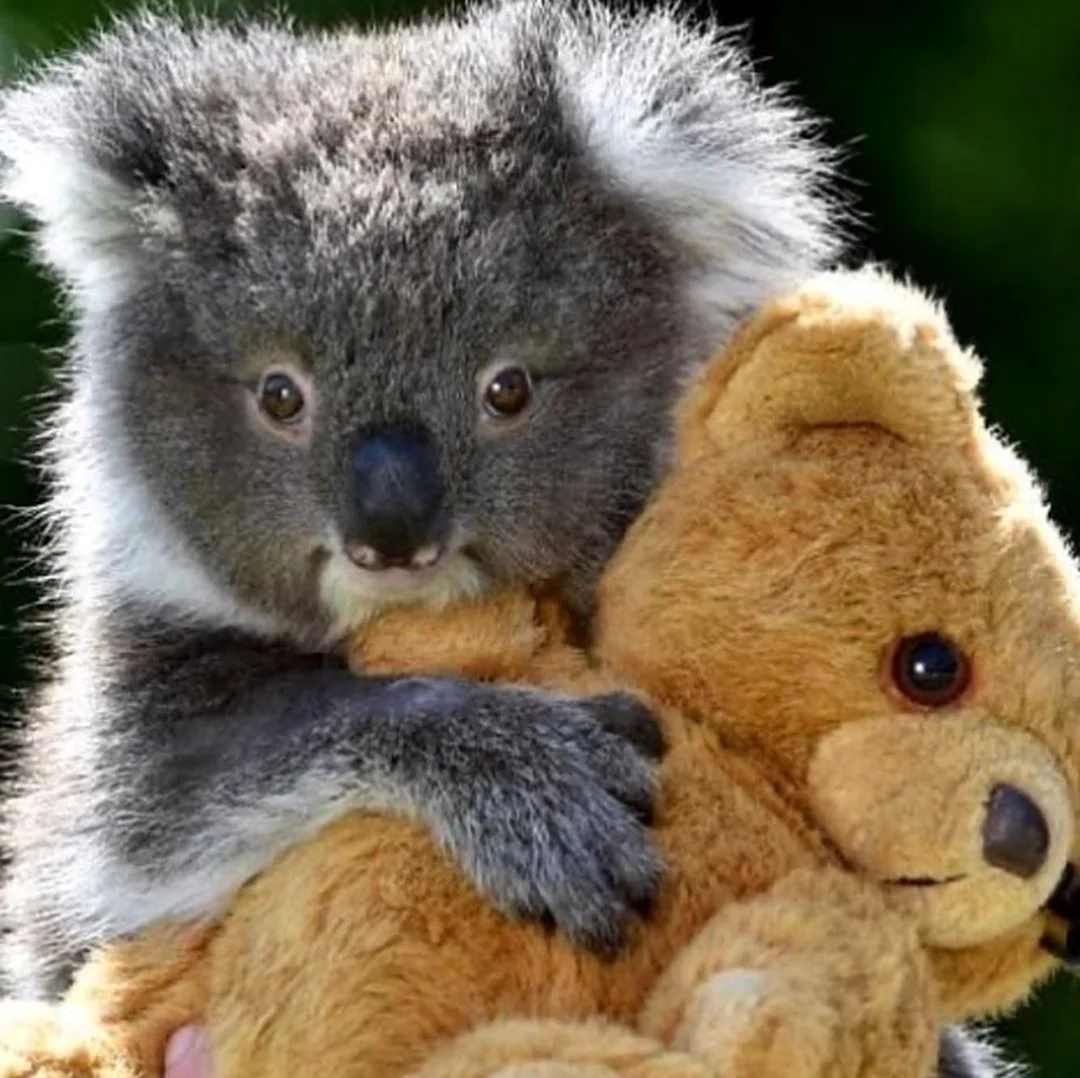 Медведь коала. Красивое животное