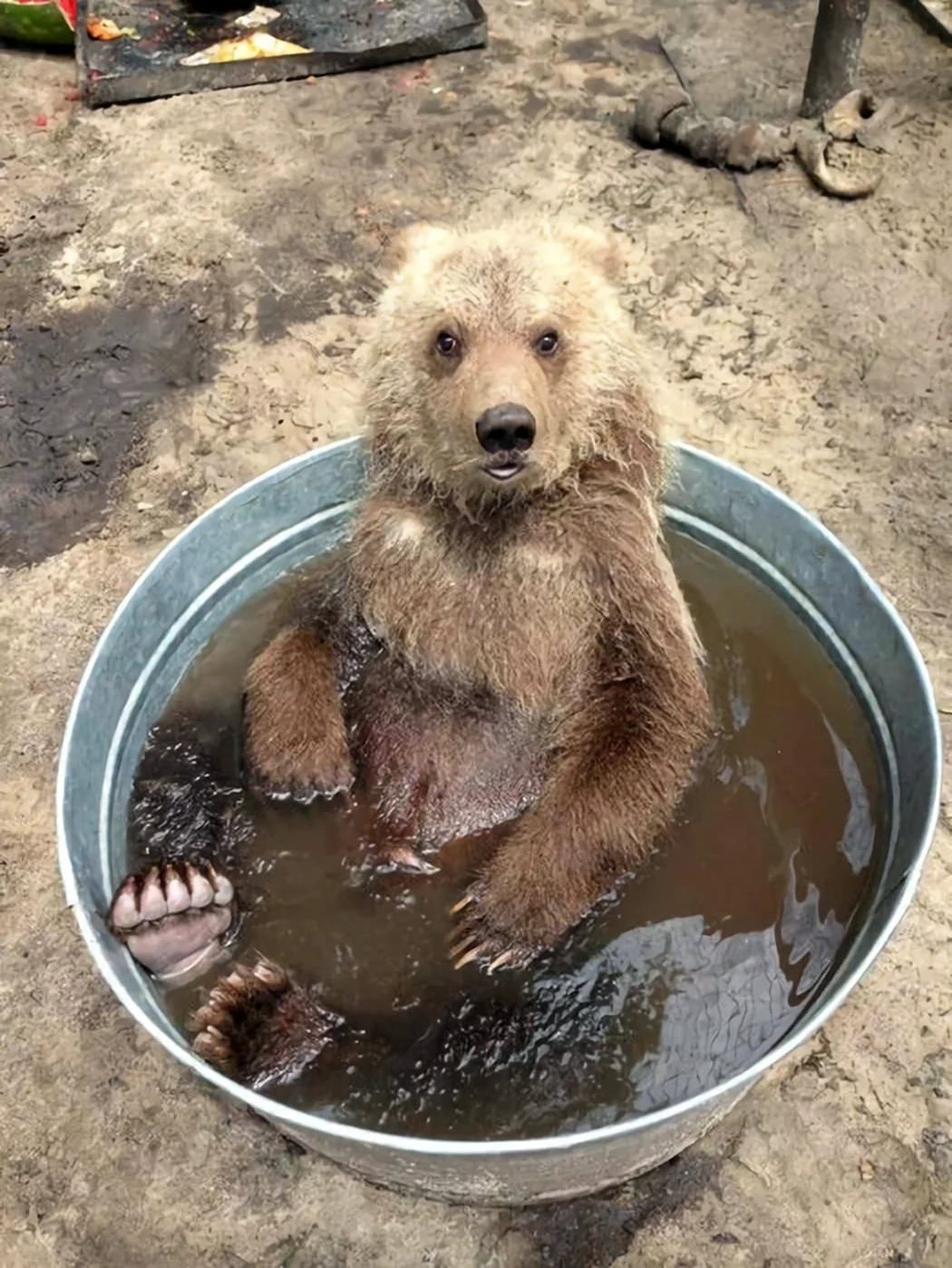 Медведь купается. Красивое животное
