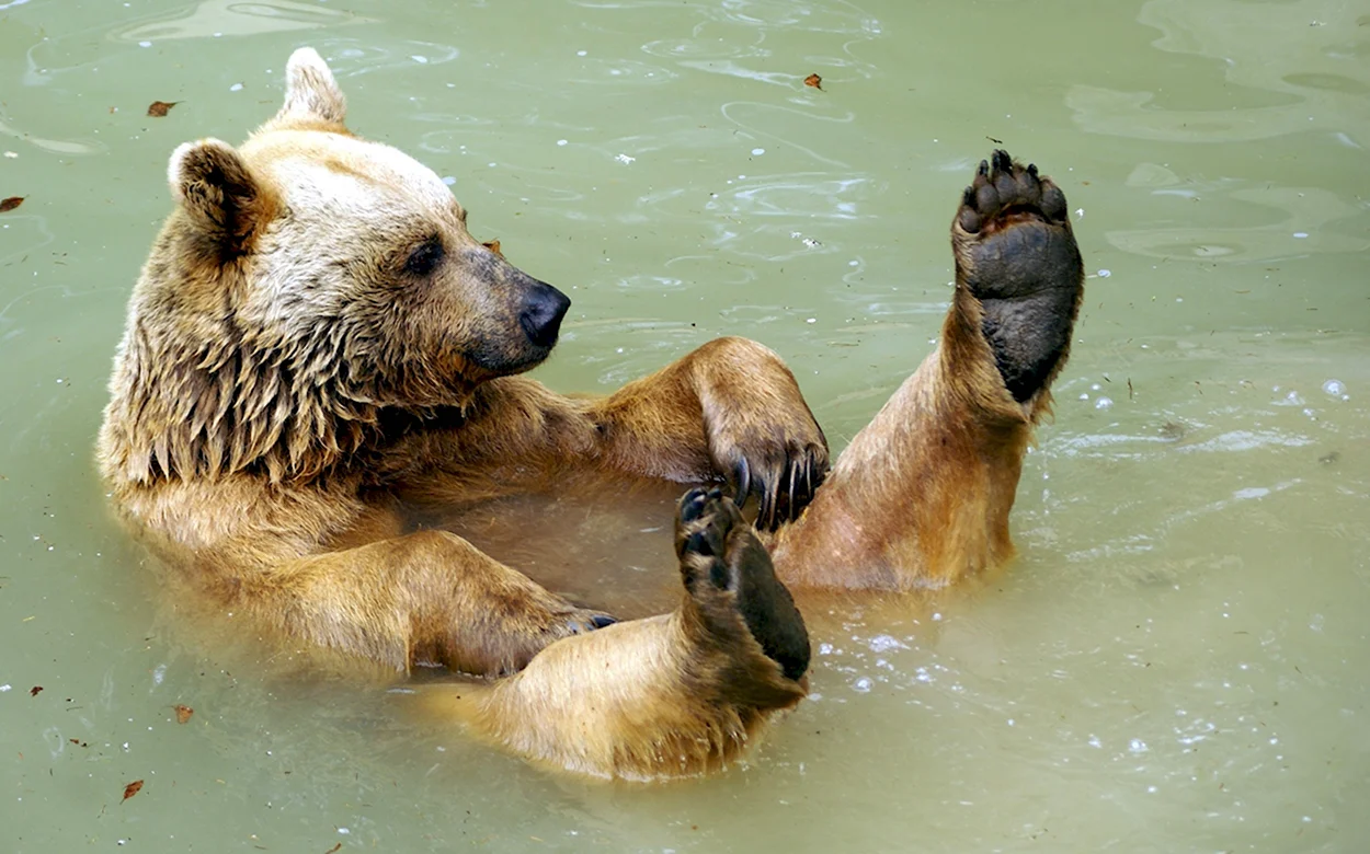 Медведь купается. Красивое животное