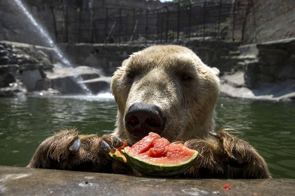 Медведь кушает. Красивое животное