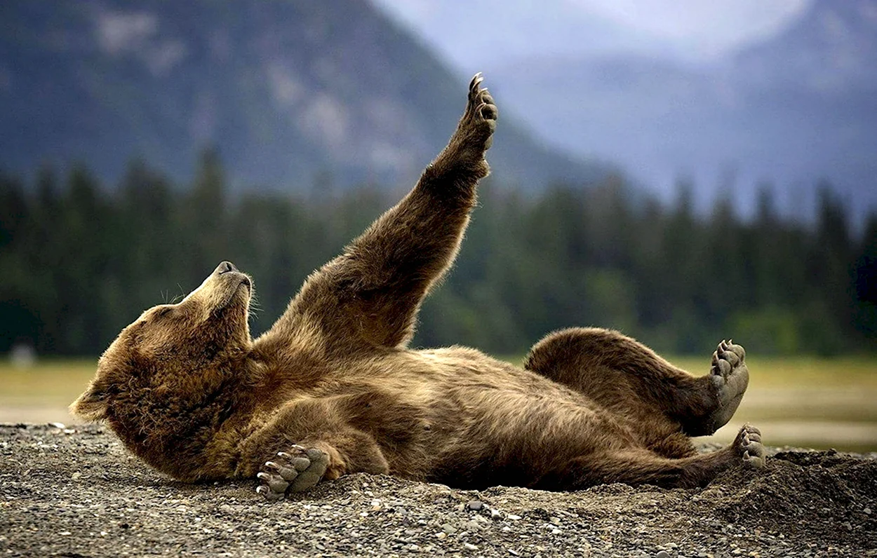 Медведь лежит на спине. Красивое животное