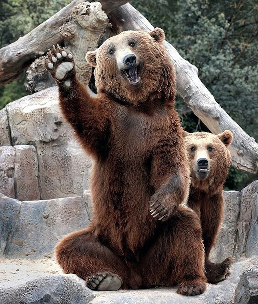 Медведь машет лапой. Картинка