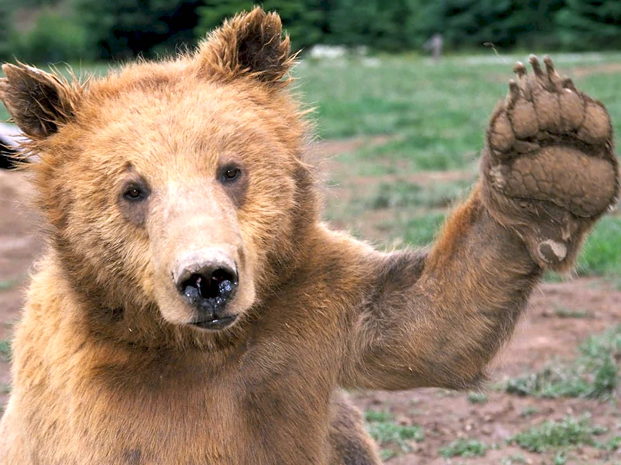 Медведь машет лапой. Красивое животное
