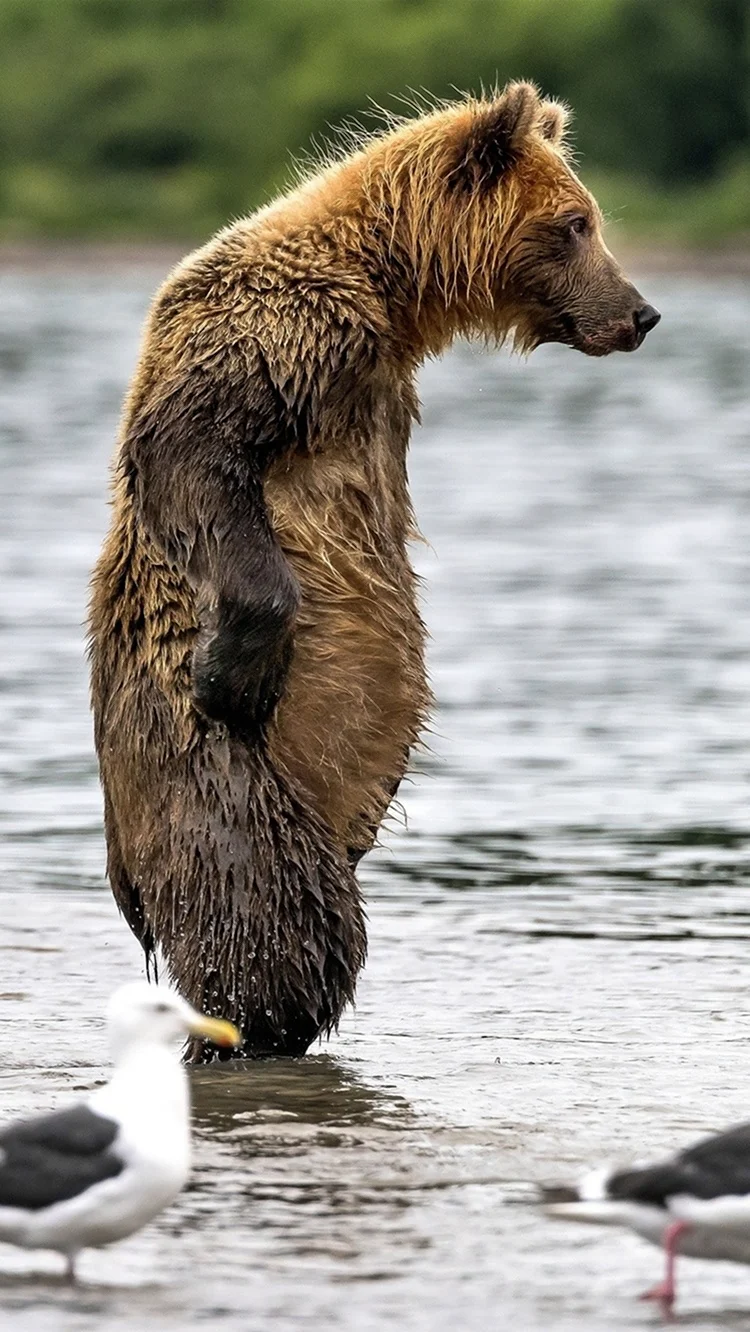 Медведь прыгает. Красивое животное