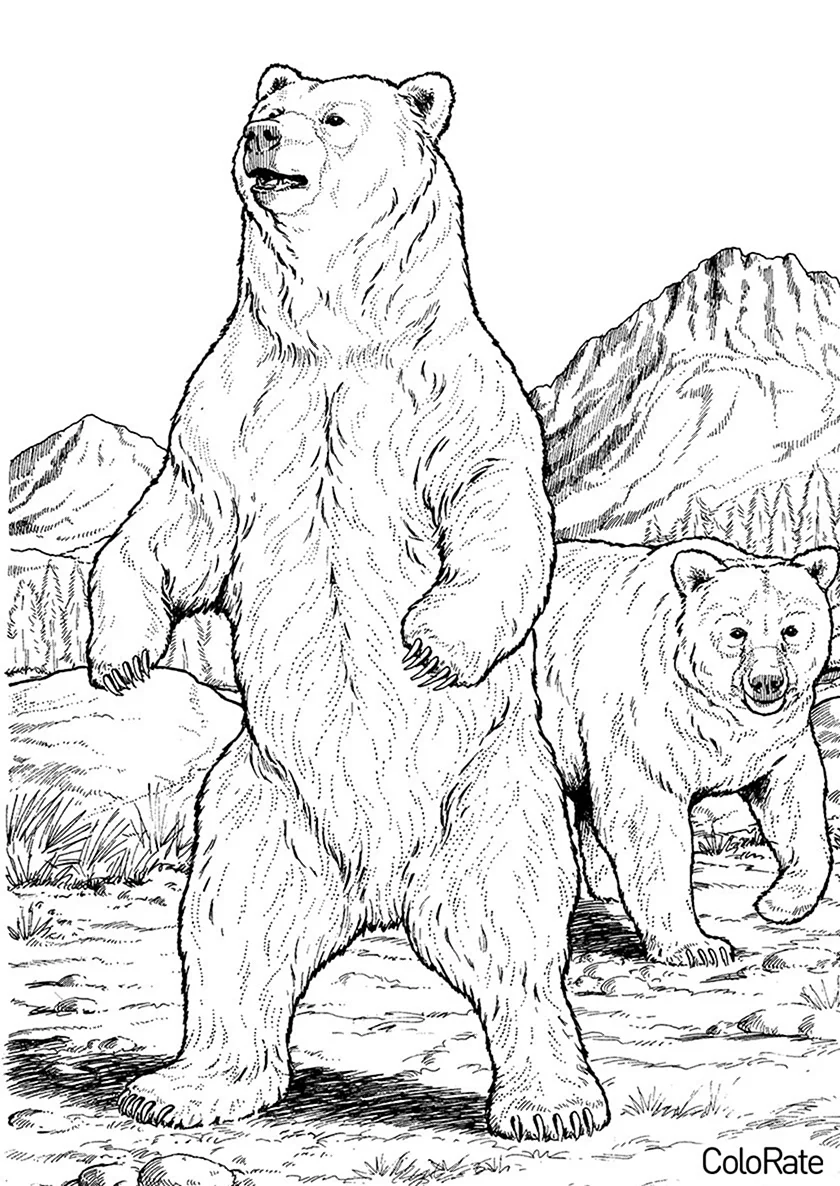 Медведь раскраска. Для срисовки
