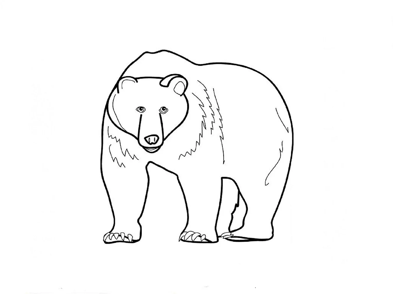 Медведь раскраска. Для срисовки