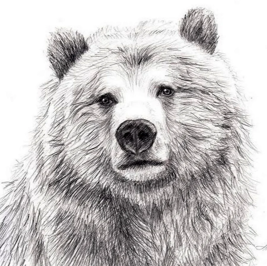 Медведь рисунок. Для срисовки