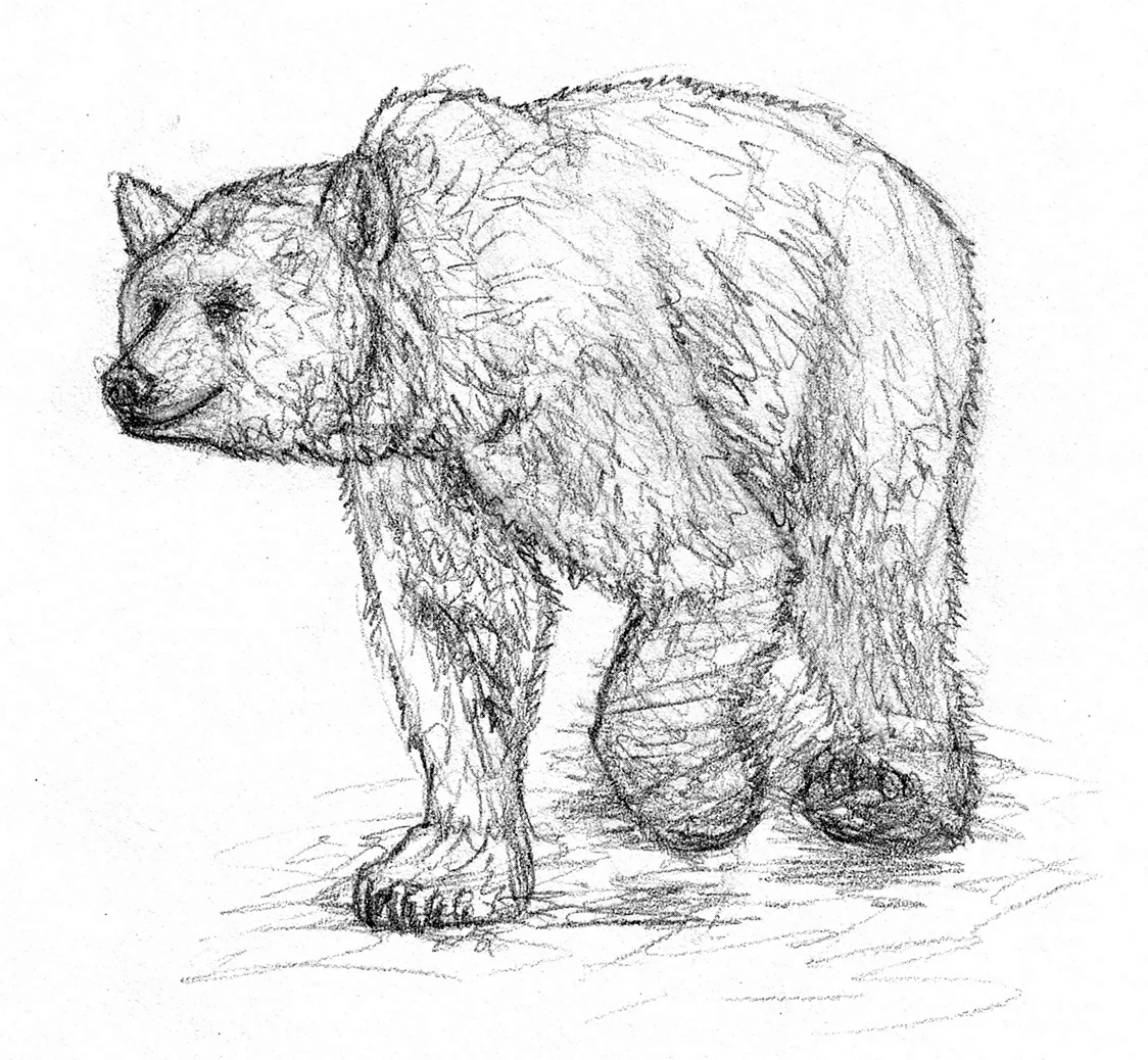 Медведь рисунок. Для срисовки