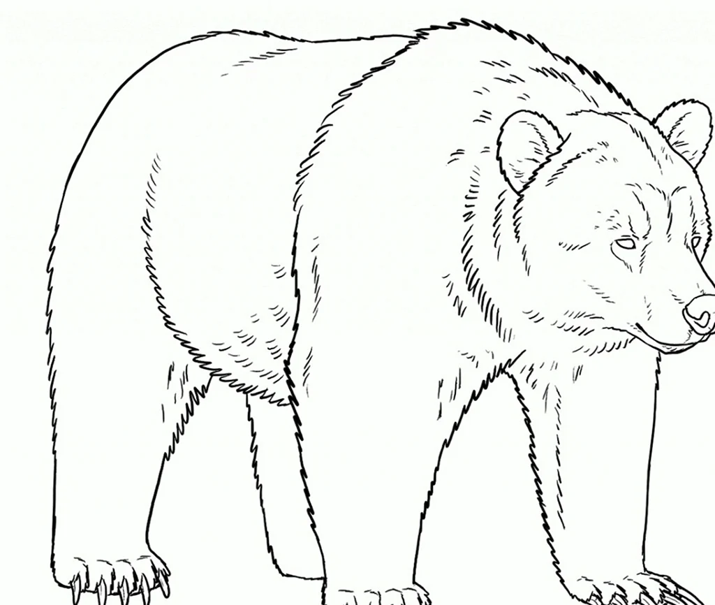 Медведь рисунок карандашом. Для срисовки