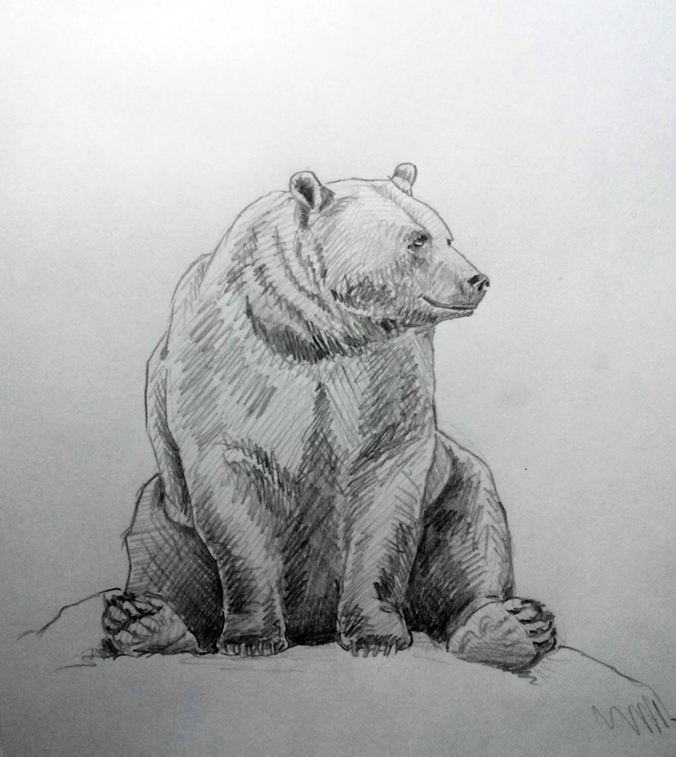 Медведь рисунок карандашом. Для срисовки