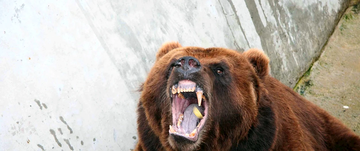 Медведь Россия. Красивое животное