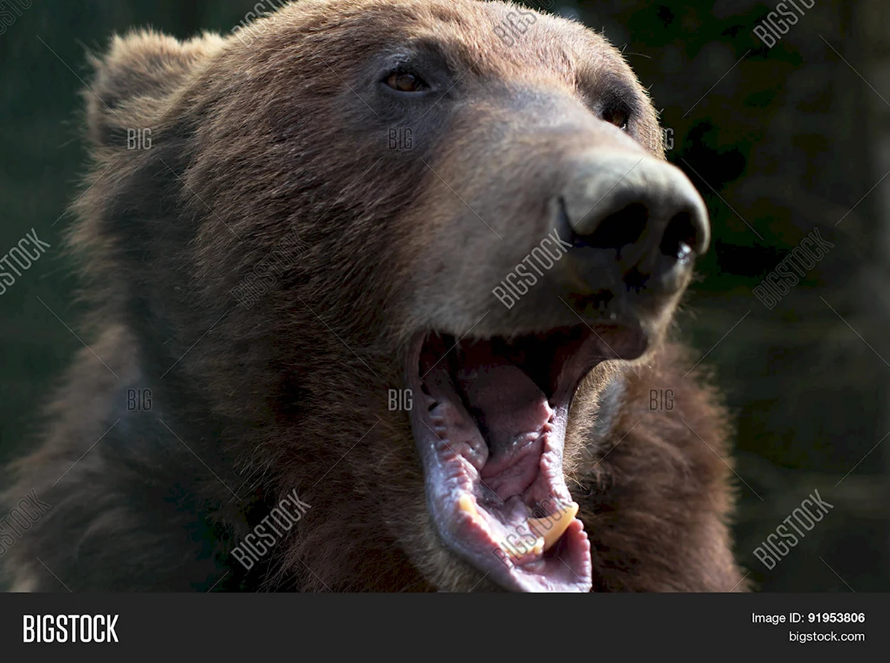 Медведь с открытым ртом. Красивое животное