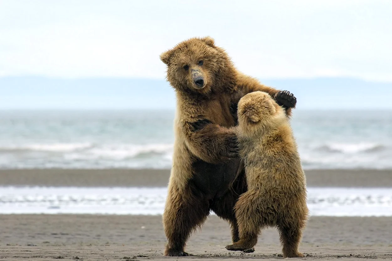 Медведь танцует. Красивое животное