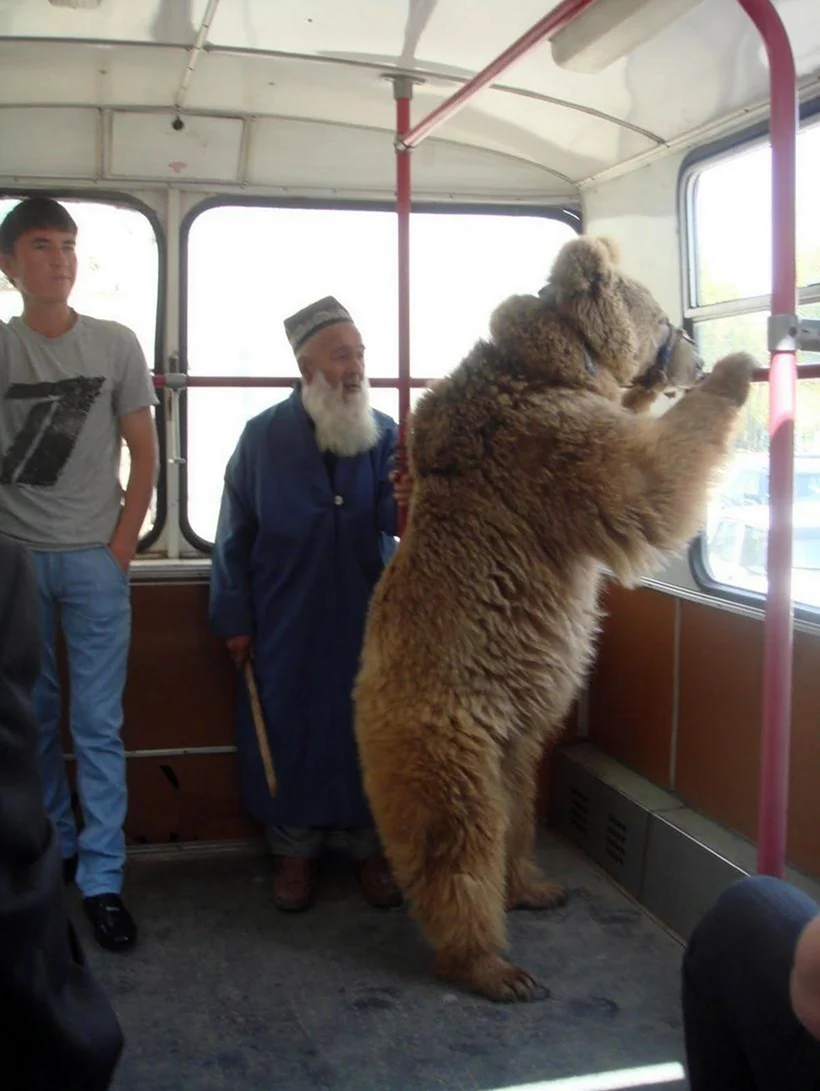 Медведь в автобусе. Прикольная картинка