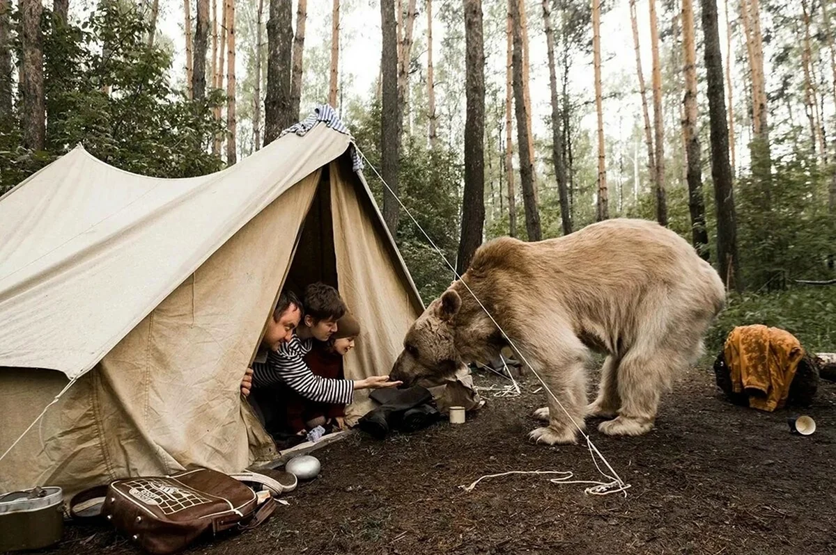 Медведь возле палатки. Прикольная картинка