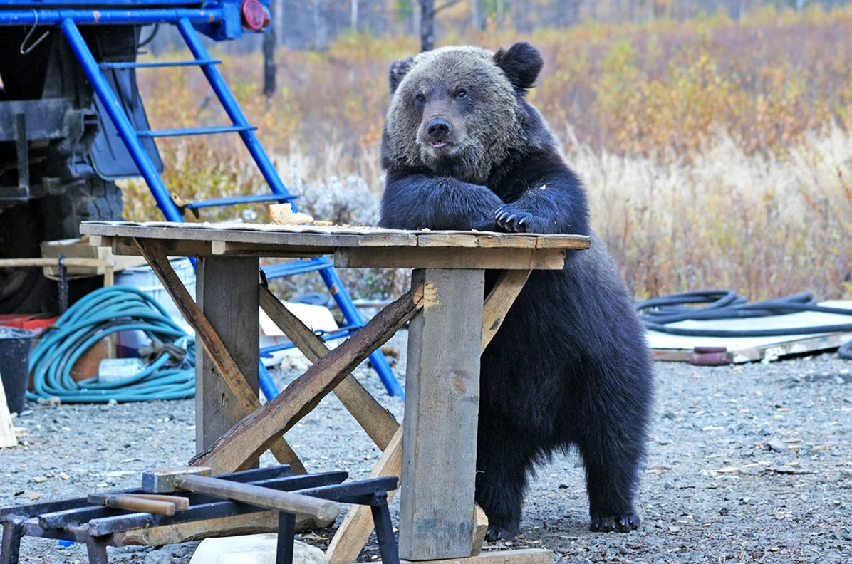 Медведь за столом. Картинка