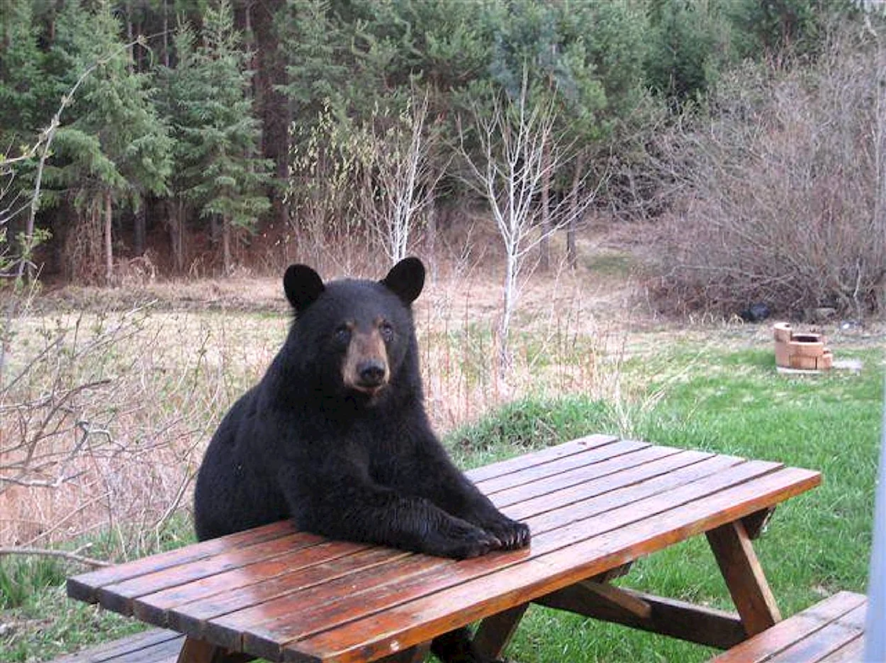 Медведь за столом. Красивое животное