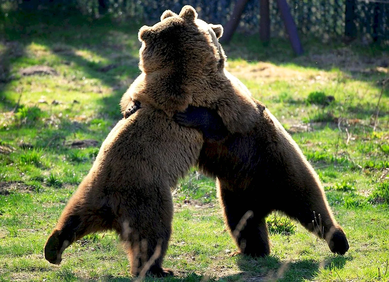 Медведи обнимаются. Красивое животное
