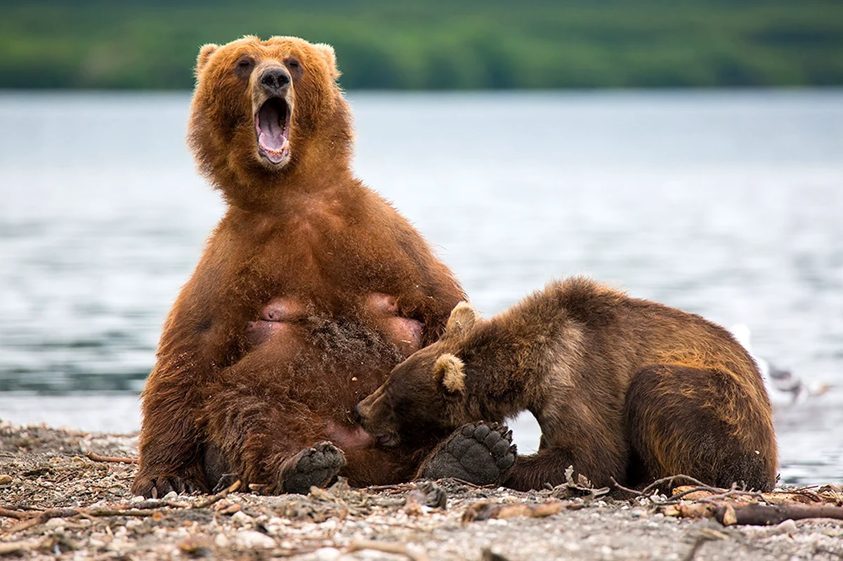 Медведи спариваются. Красивое животное
