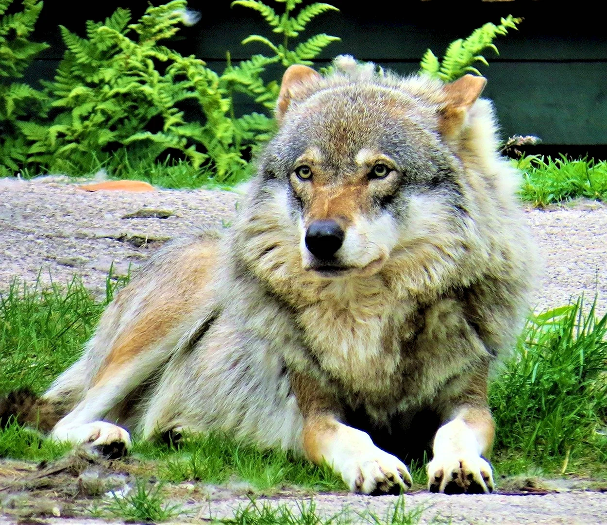 Мегафаунный волк. Красивое животное