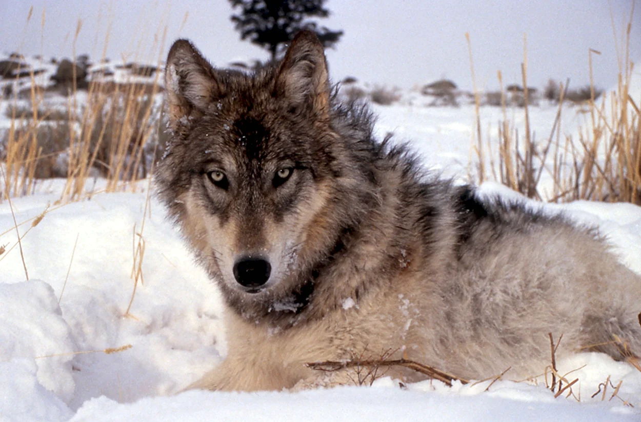 Мегафауновый волк. Красивое животное