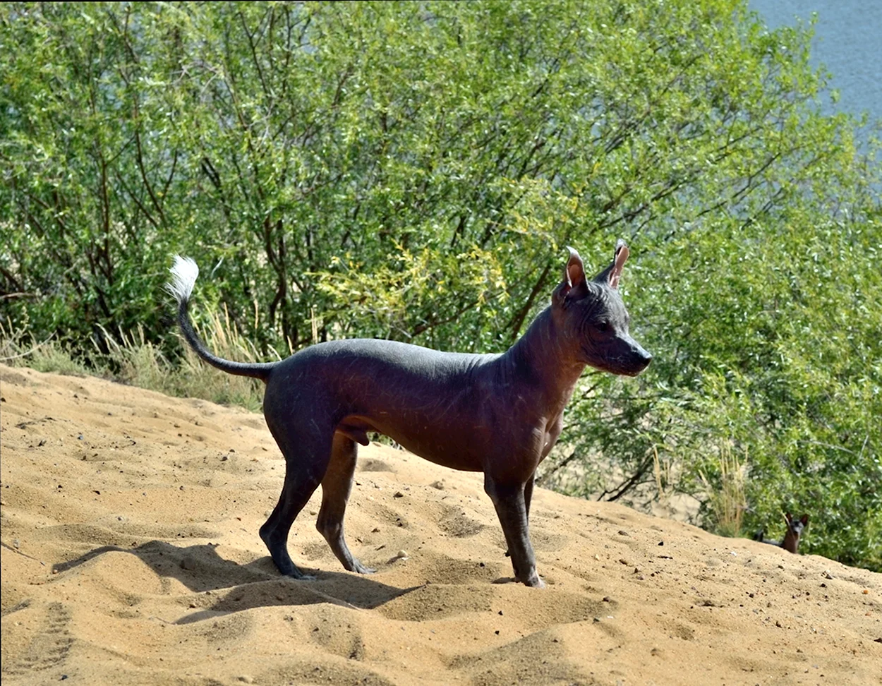Мексиканская голая собака Габриэлла Гарри Владивосток. Красивое животное