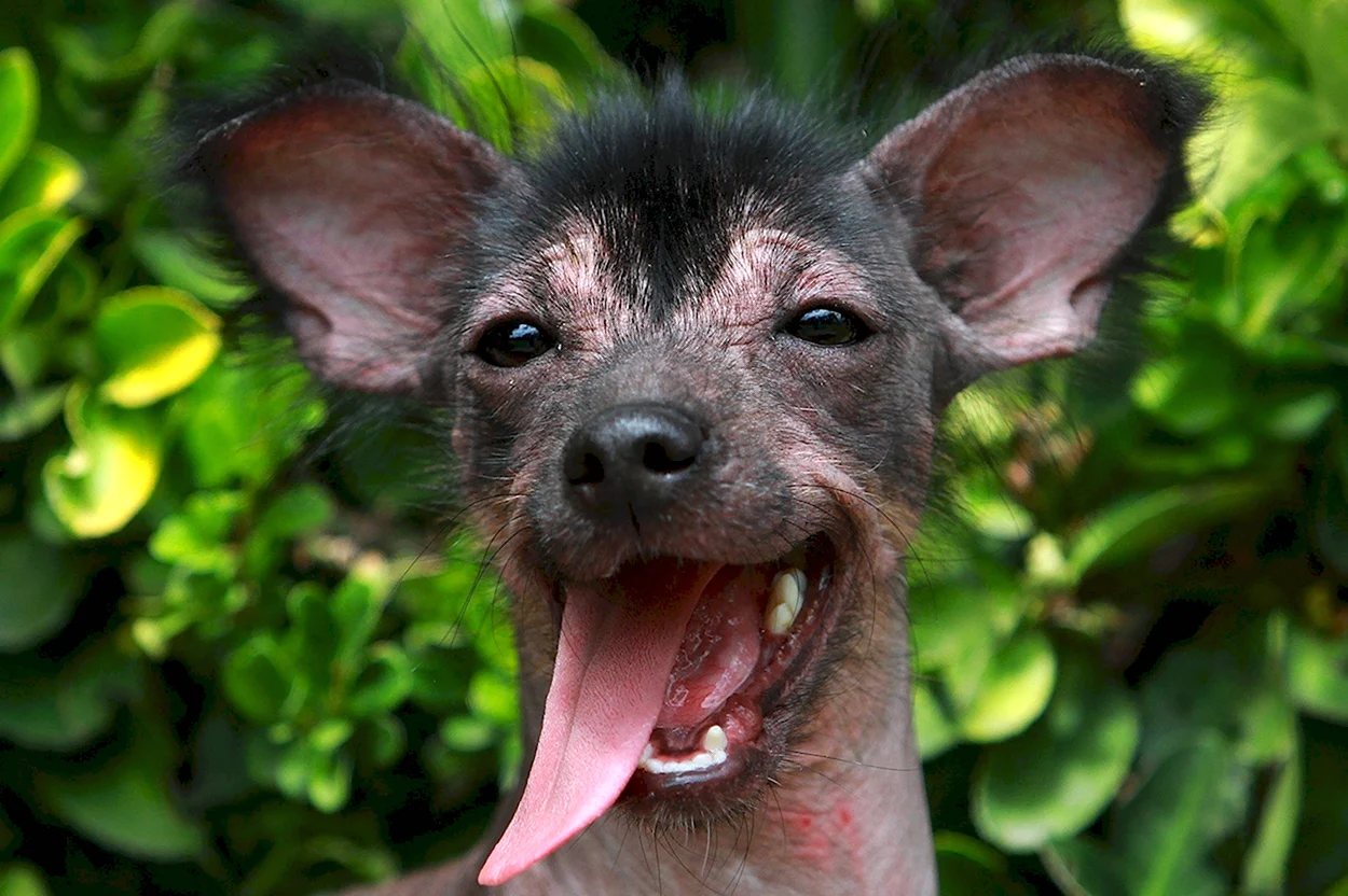 Мексиканская собака ксолоитцкуинтли. Красивое животное