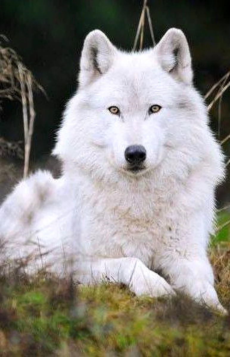 Мелвильский островной волк. Красивое животное