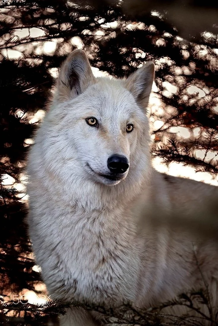 Мелвильский волк. Красивые картинки животных
