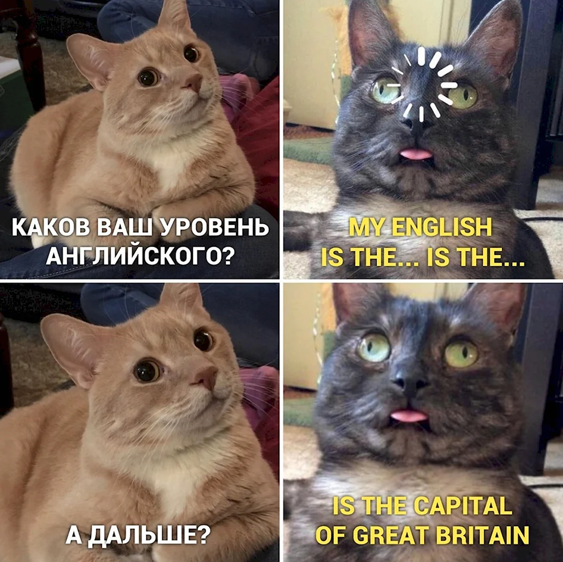Мем с котами английский. Анекдот в картинке