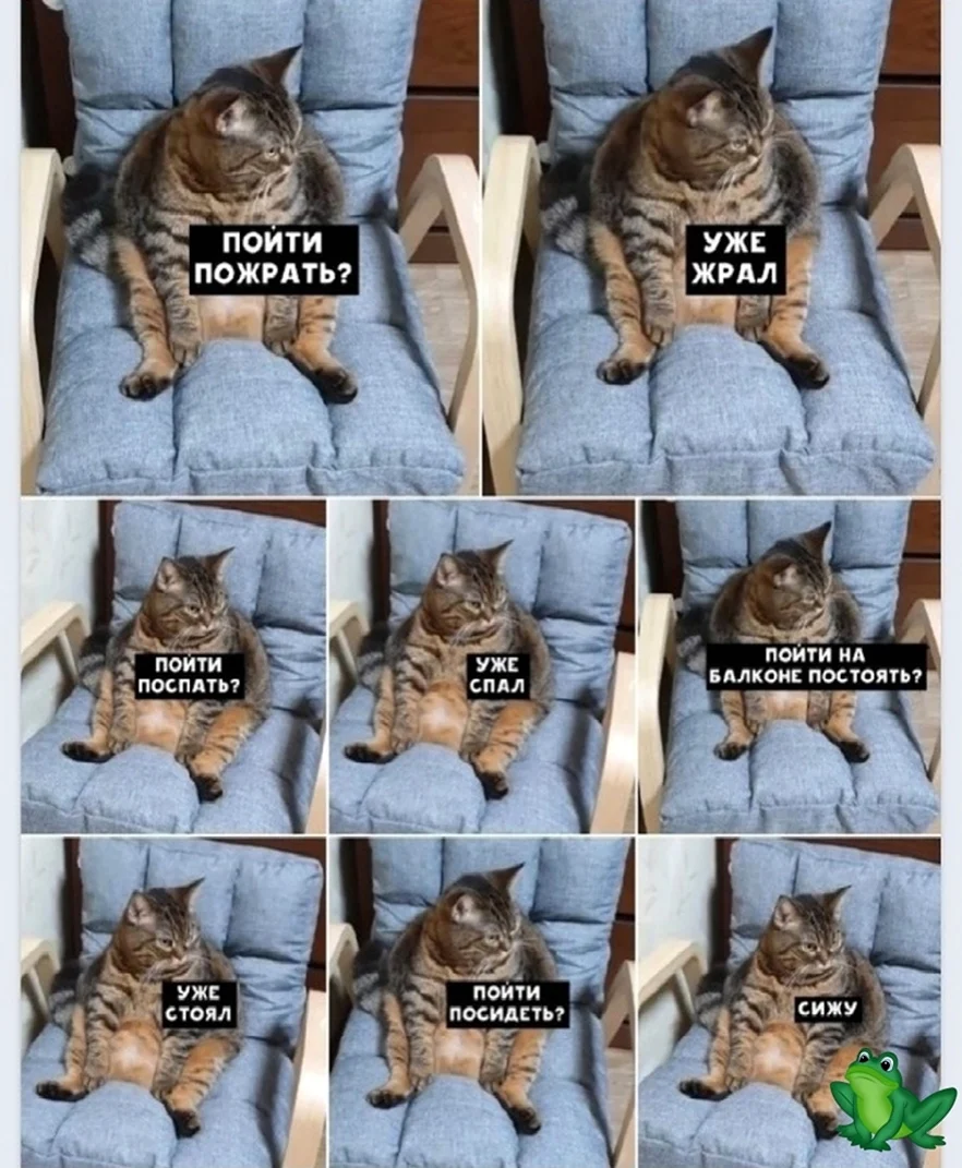 Мемы про котов свежие. Прикольная картинка
