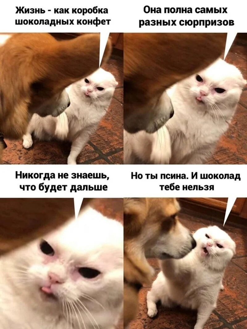 Мемы с котами. Прикольная картинка