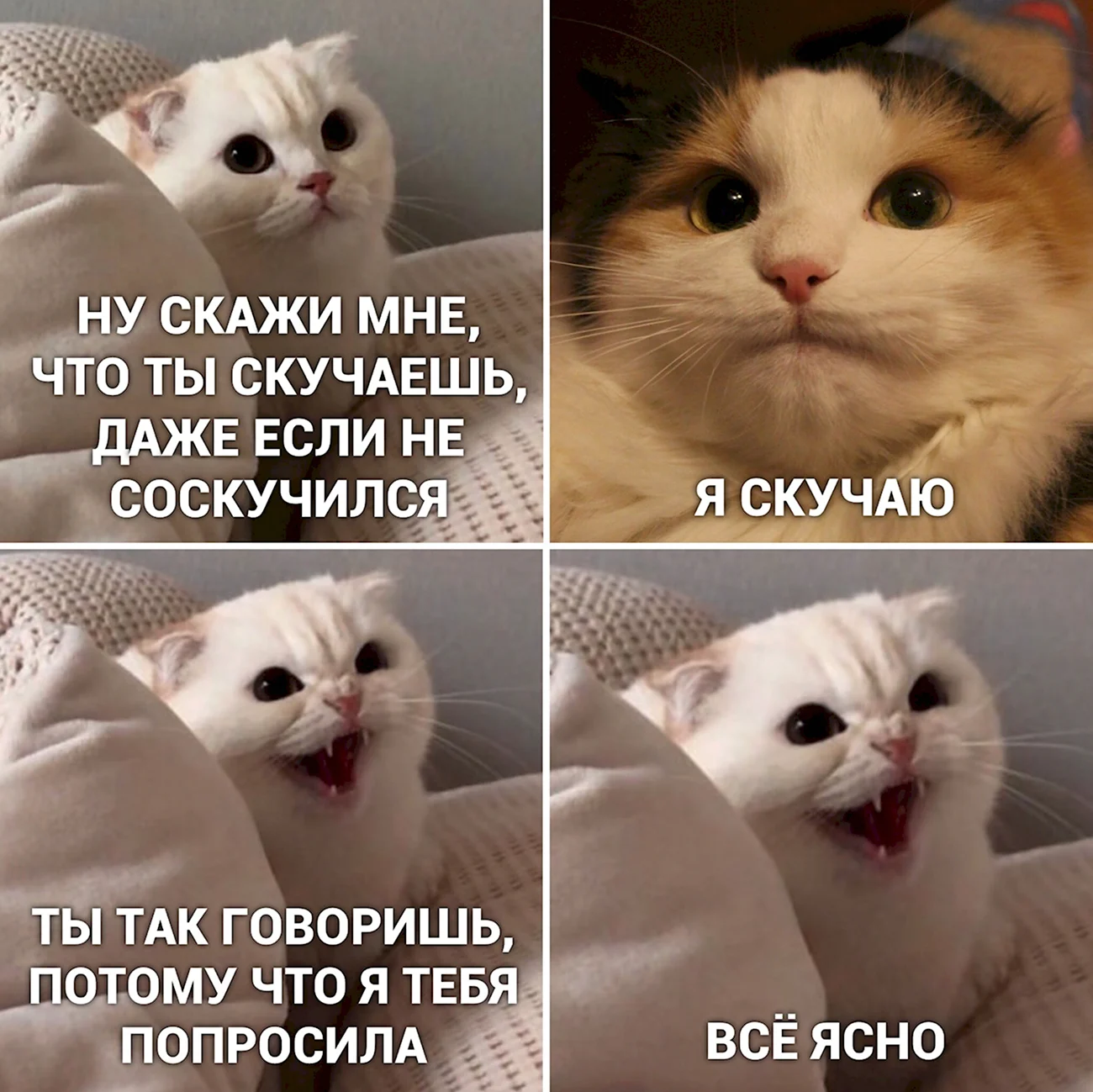 Мемы с котами. Прикольная картинка