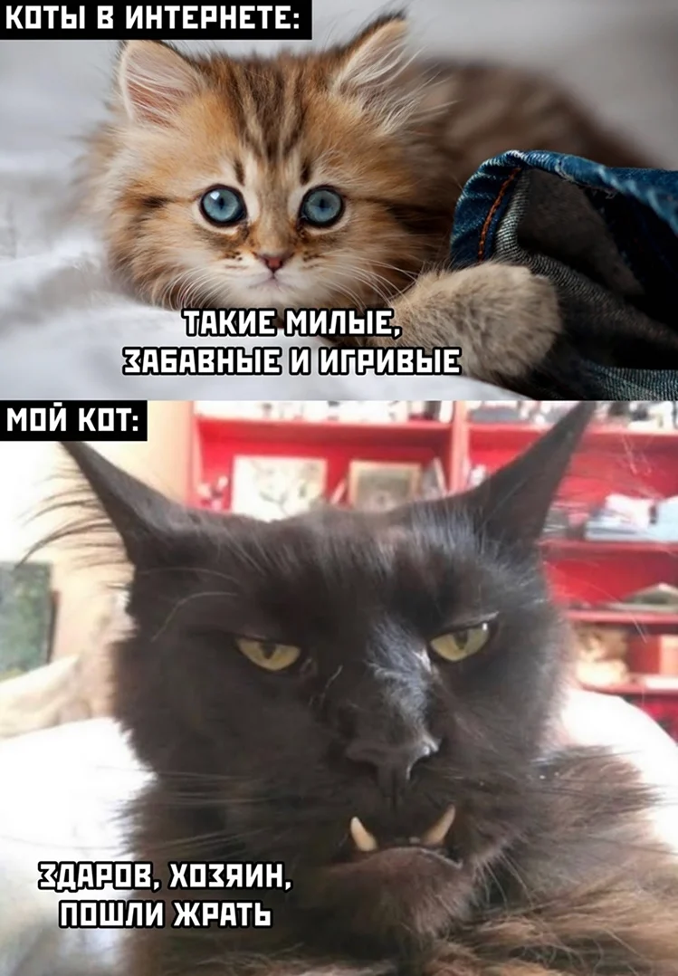 Мемы с котами и надписями. Прикольная картинка