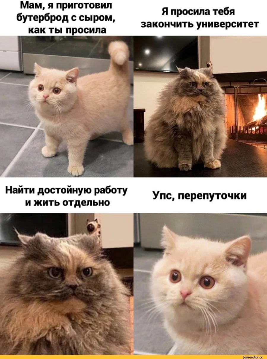 Мемы с котиками. Прикольная картинка