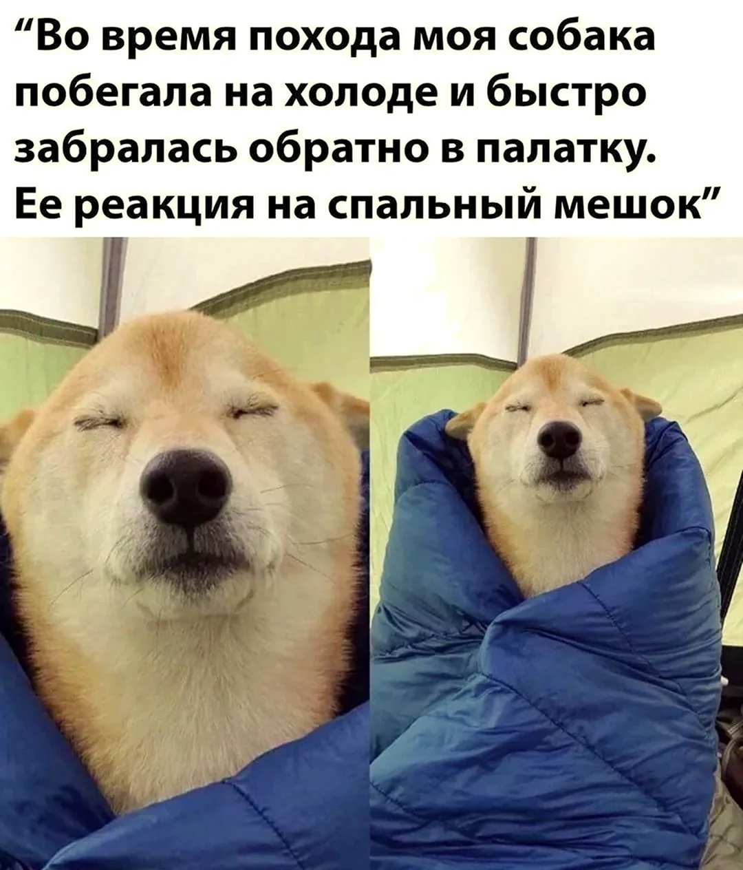Мемы с собаками. Красивые картинки животных