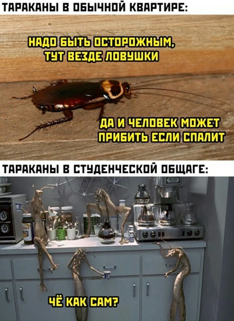 Мемы с тараканами. Картинка