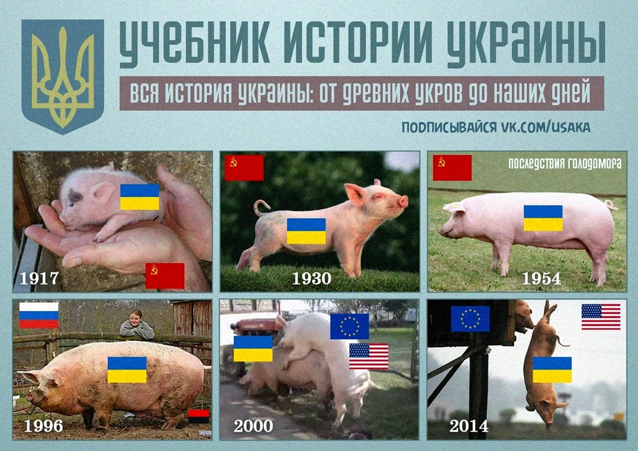 Мемы с украинскими свиньями. Картинка