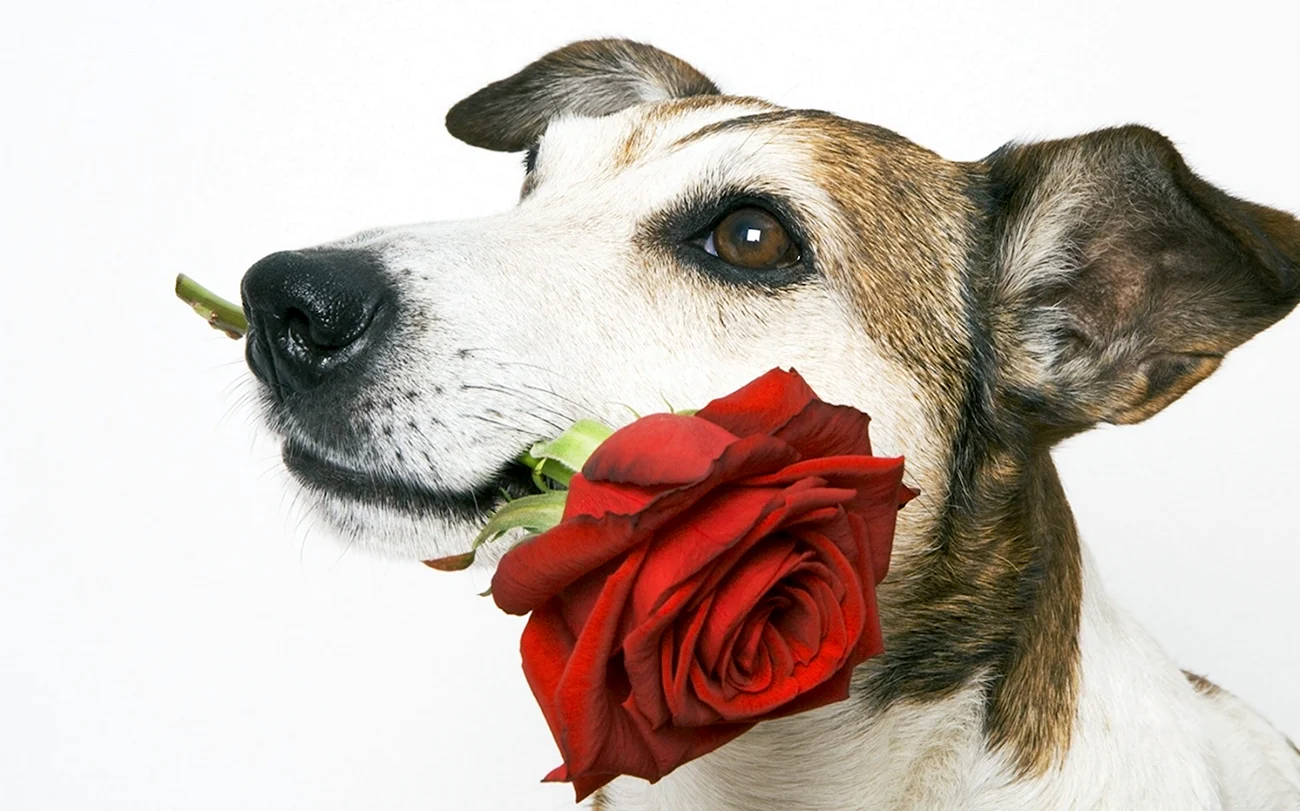 Международный день собак 2 июля. Поздравление