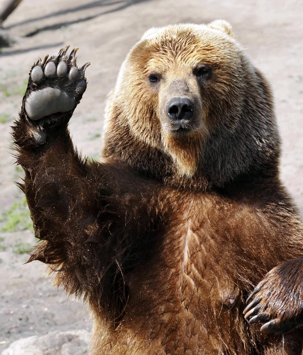 Михаил Петрович медведь. Красивое животное