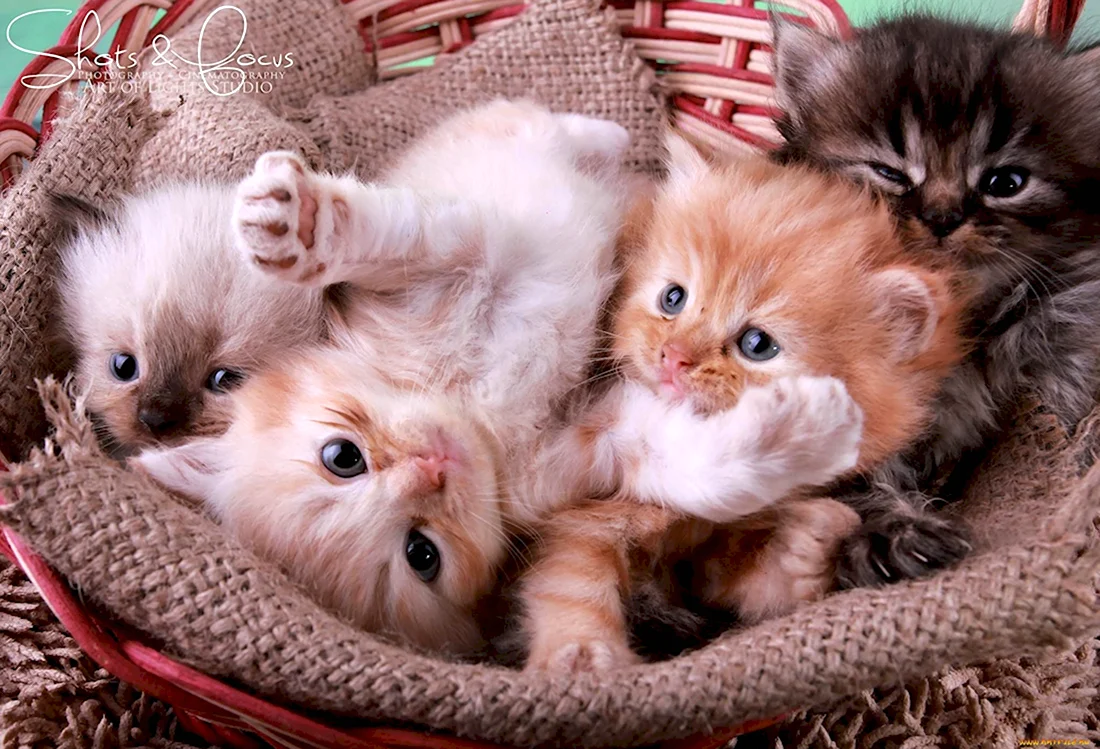 Милые котята. Красивые картинки животных