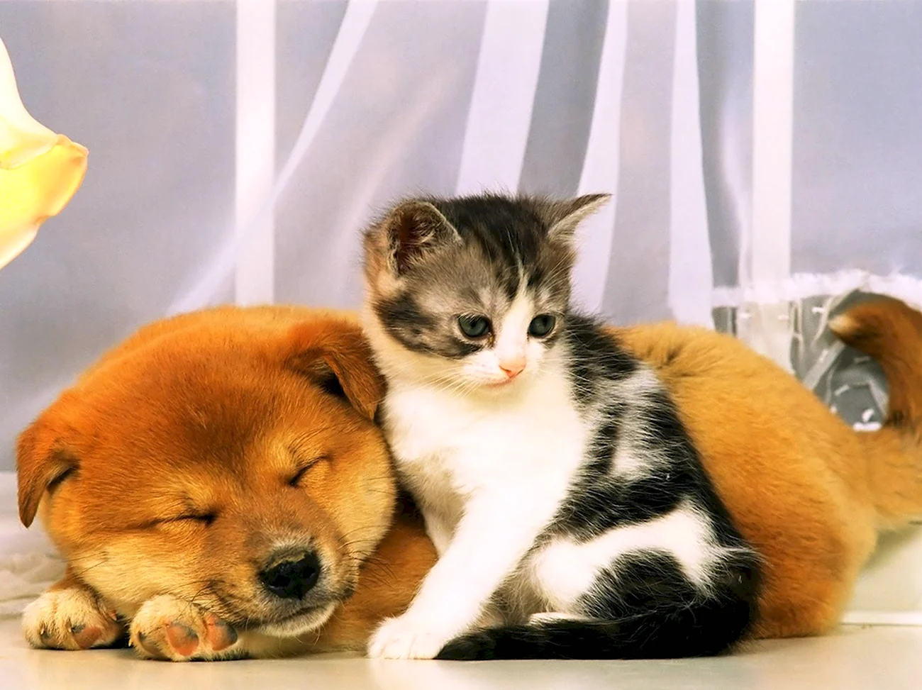 Милые котята и щенки. Картинка