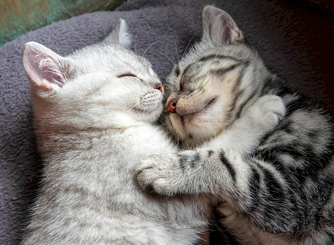 Милые котики обнимаются. Красивые картинки животных
