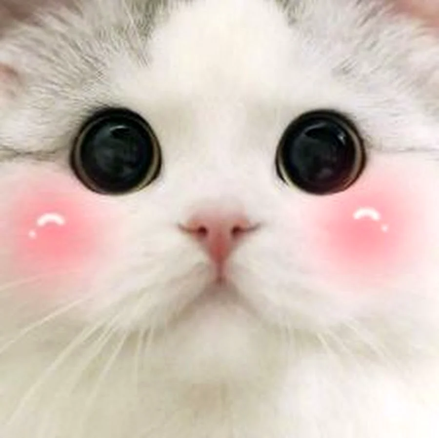 Милые котики с розовыми щечками. Красивые картинки животных