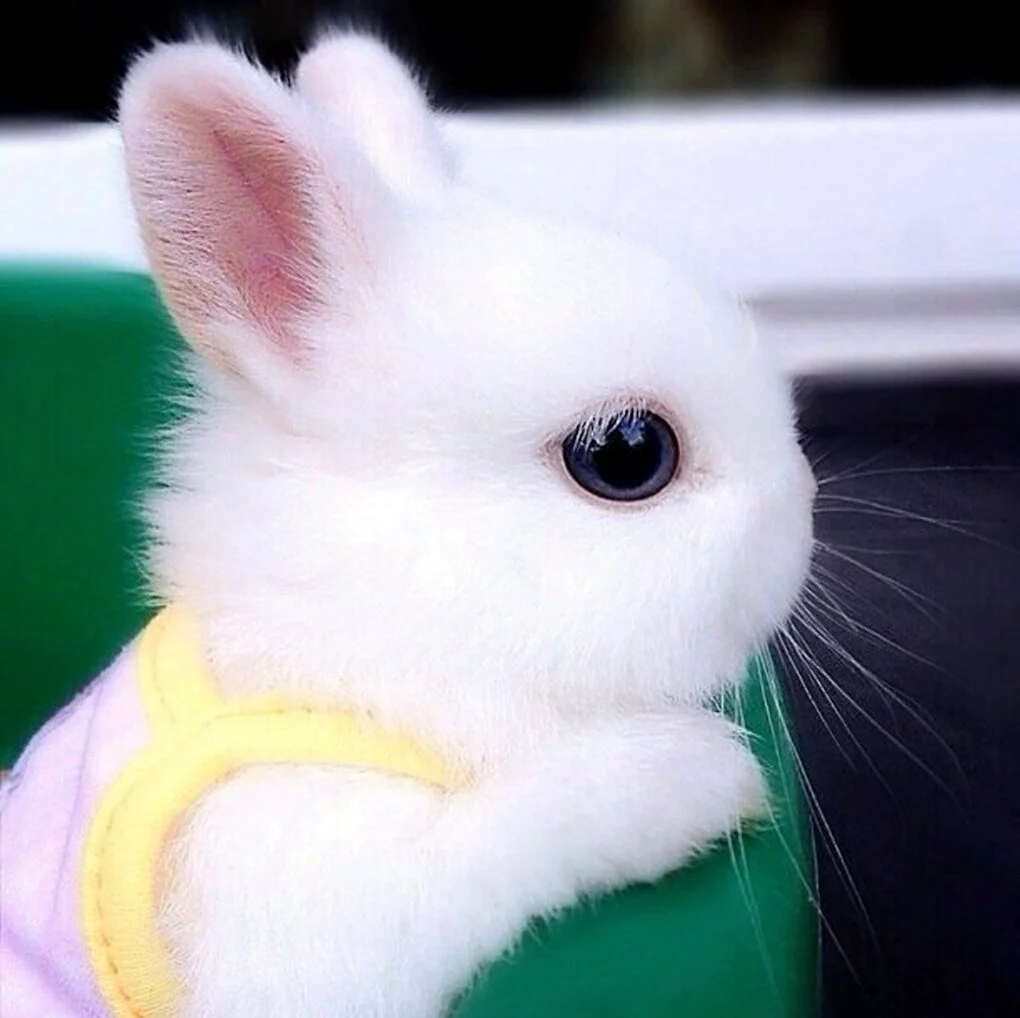 Милые кролики. Красивые картинки животных