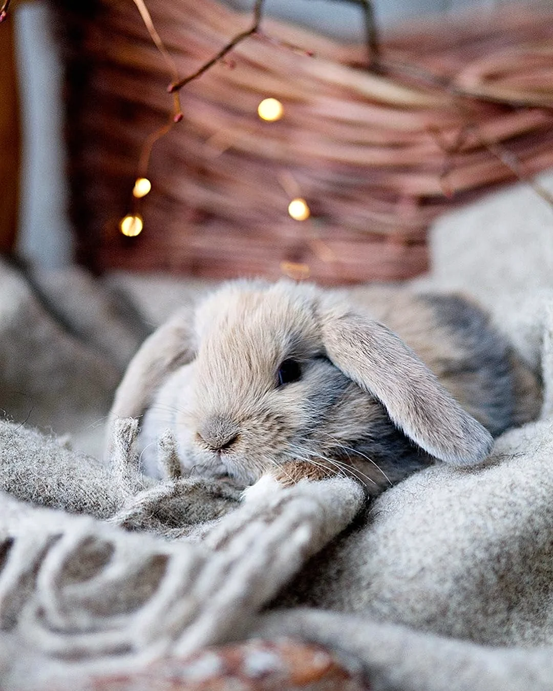 Милые кролики. Красивые картинки животных