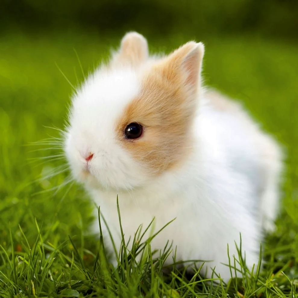 Милые кролики. Красивое животное